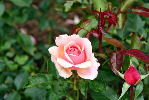 755921 (a): :2500x1666